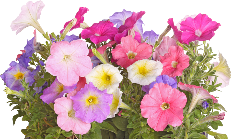 Colorful Flowers of Petunia Seedlings