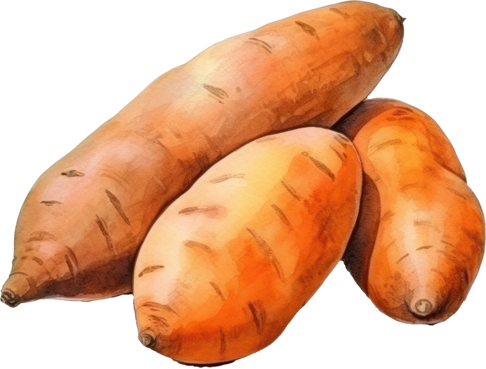 Sweet potato watercolor illustration