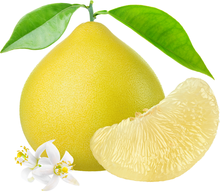 Pomelo Fruit Illustration
